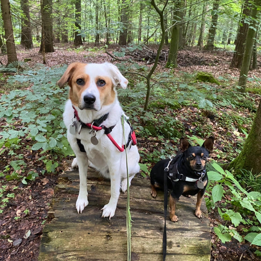 How Two Dogs Changed Everything — The Story Behind My Little Dogs Collection