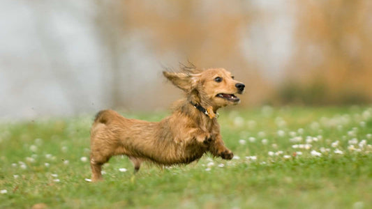 Longhaired Dachshund puppy racing across a green meadow with one ear flying in the wind