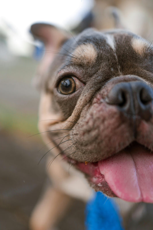 Happy French Bulldog with tongue out looking at camera — French Bulldog Mom life
