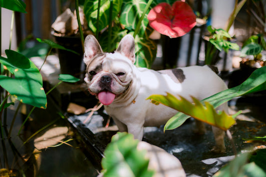 Happy French Bulldog in summer garden — French Bulldog summer care guide