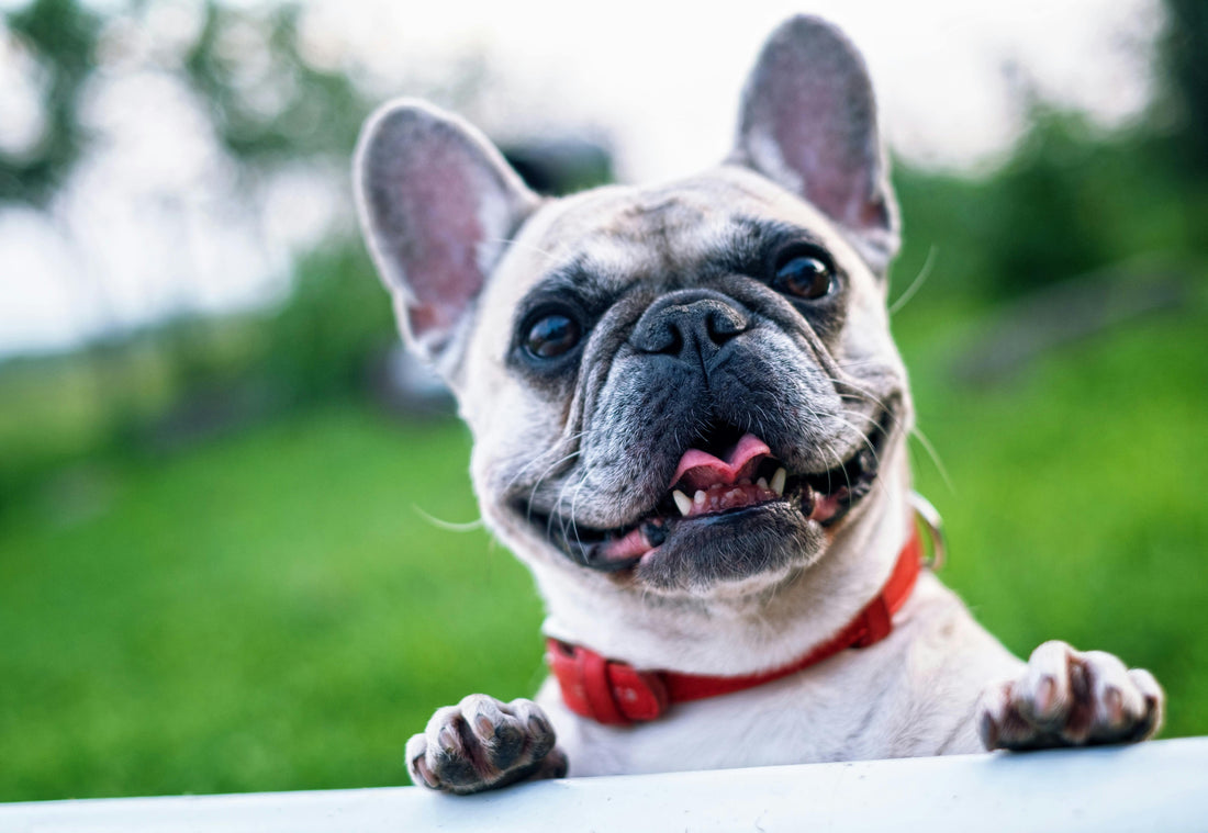 10 Things Only French Bulldog Moms Truly Understand
