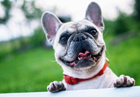 10 Things Only French Bulldog Moms Truly Understand